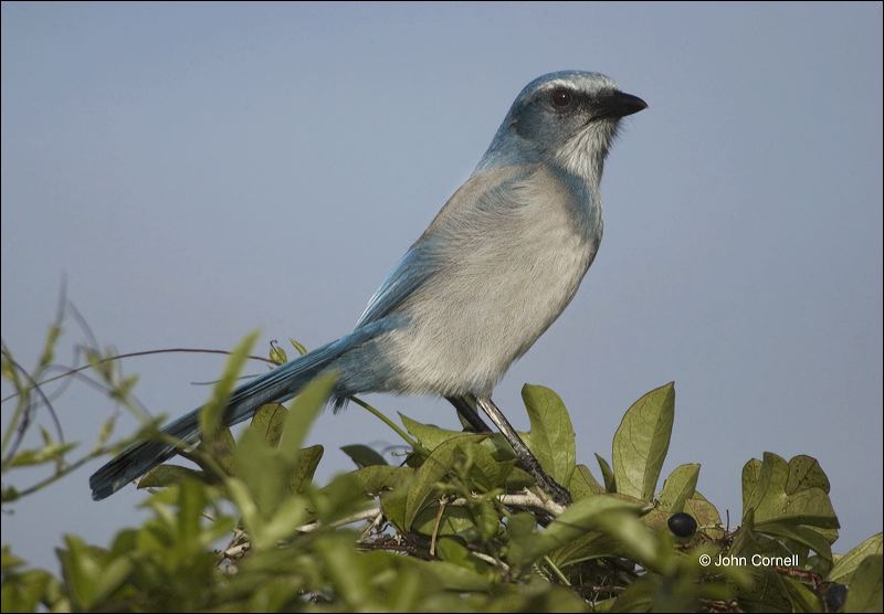 Florida Scrub Jay;Jay;Scrub Jay;Aphelocoma coerulescens;Endangered species;one animal;close-up;color image;nobody;photography;day;outdoors. Wildlife;birds;animals in the wild